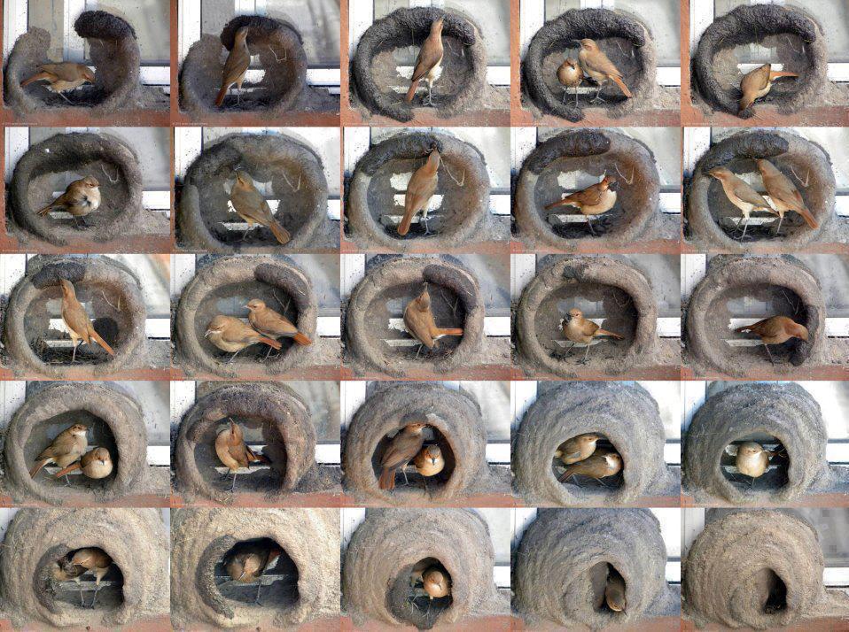 Kırkambar (Kuşların yuva yapışı…)